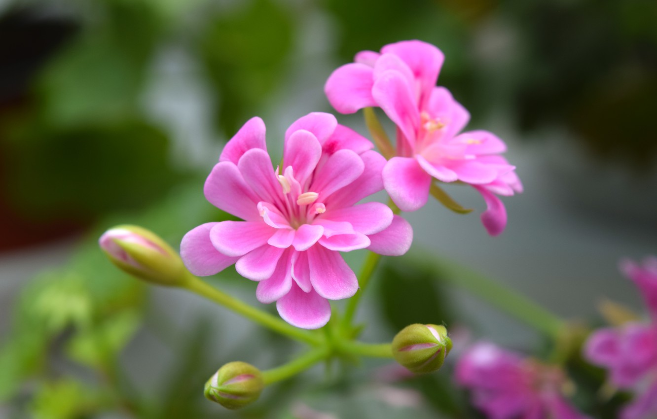 Wallpaper macro, widescreen, geranium, pink flower image for desktop, section макро