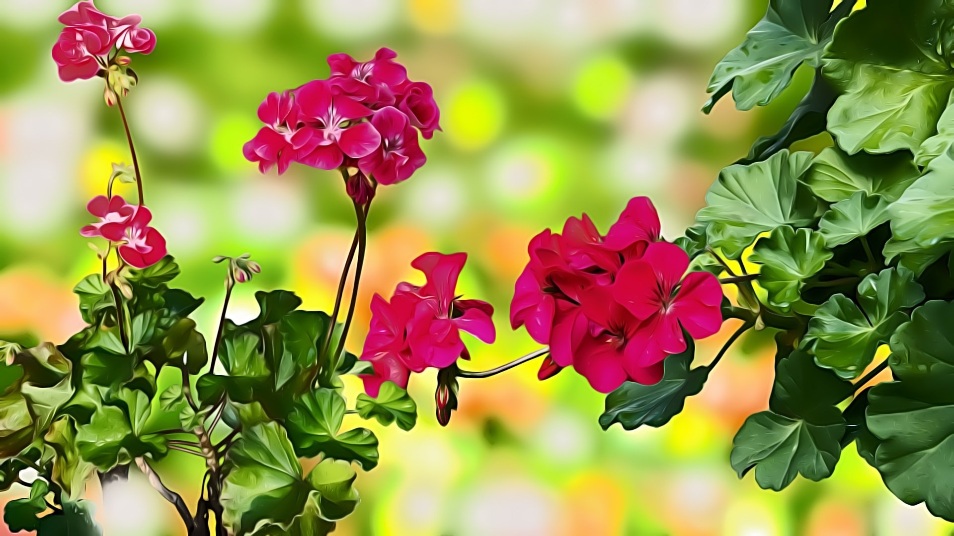 Geranium Wallpapers - Wallpaper Cave