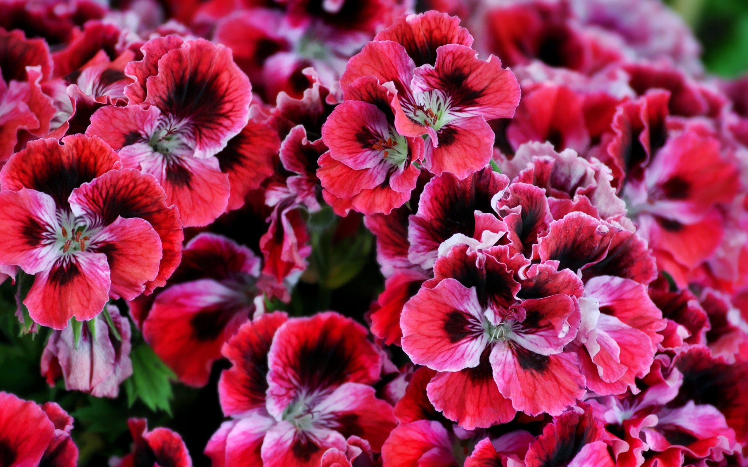 High-Quality Perennial Geranium Seeds Design for Your Screen High-Quality Perennial Geranium Seeds Design for Your Screen