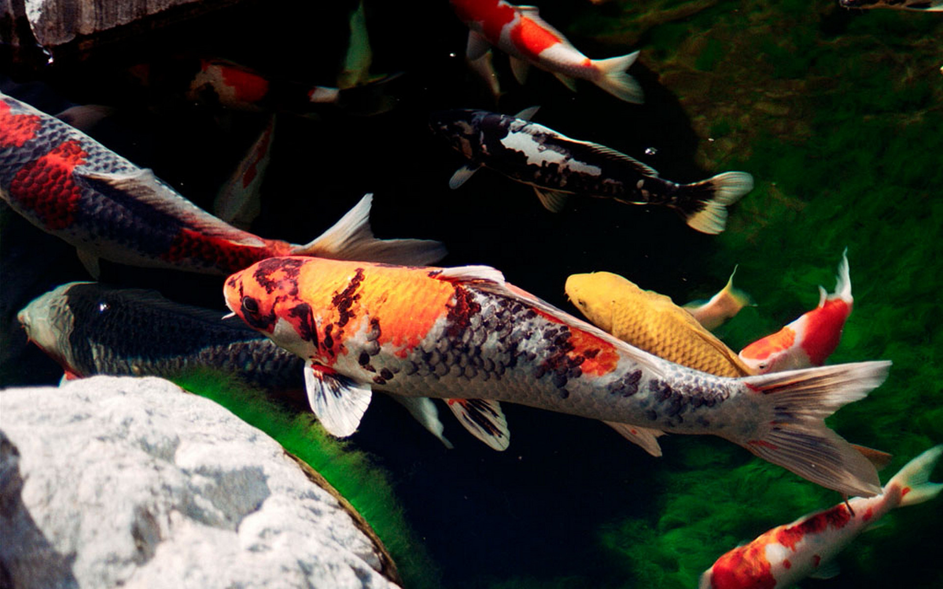 Japanese Koi Fish