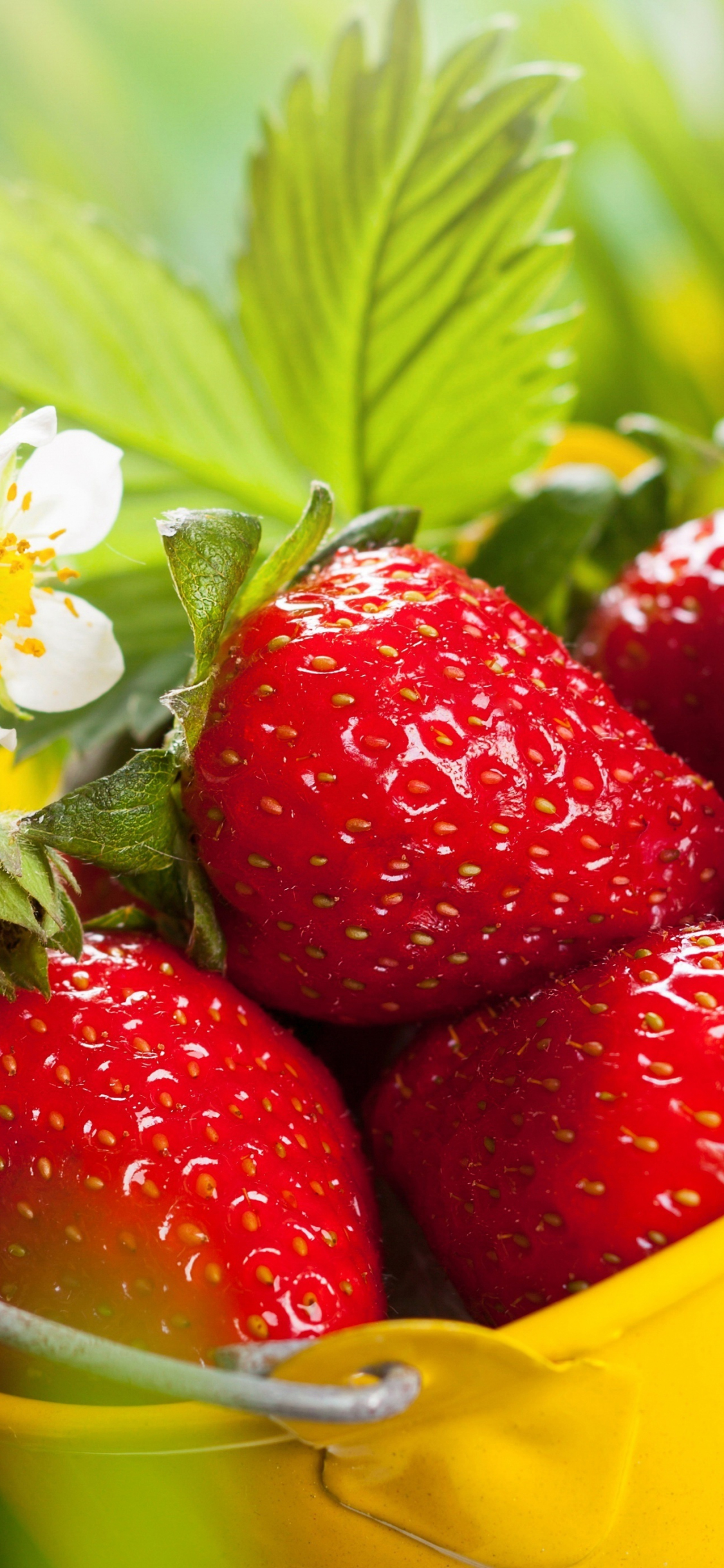 Download 1125x2436 wallpaper strawberries, basket, fresh fruits, iphone x 1125x2436 HD image, background, 5260
