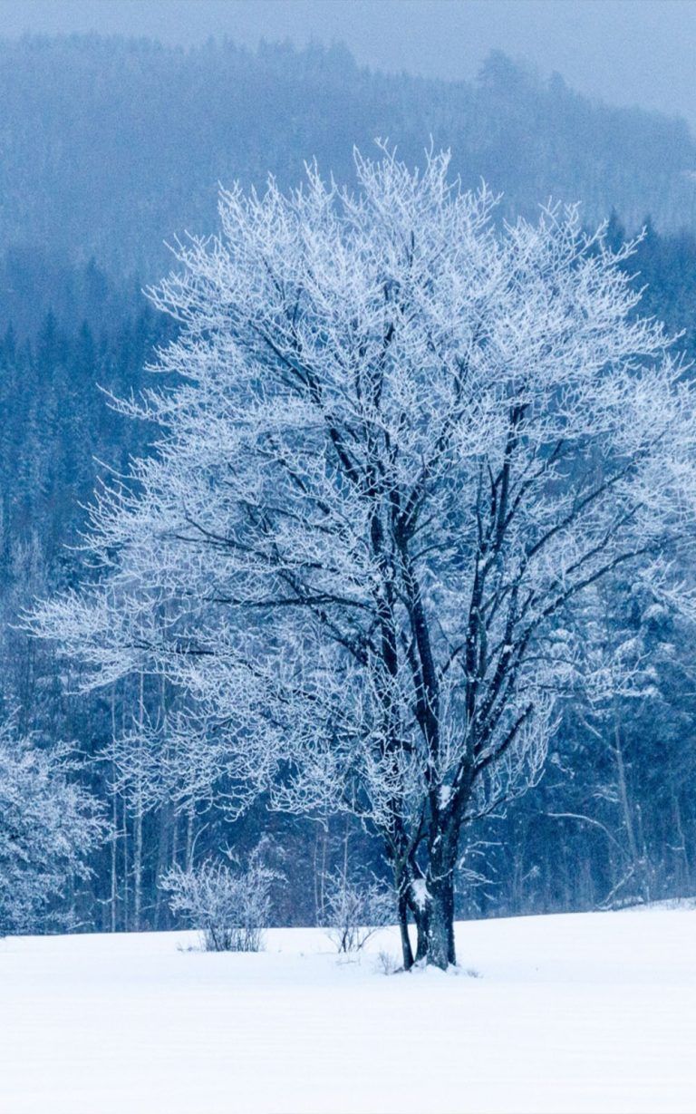 Frozen Tree Snow Winter 4K Ultra HD Mobile Wallpaper. iPhone wallpaper winter, Winter wallpaper, Wallpaper