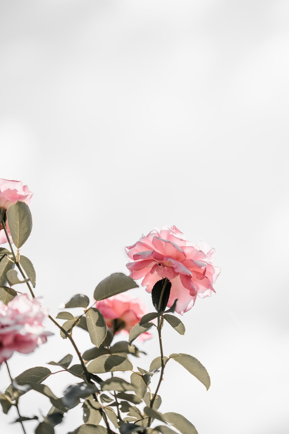 Light Pink Roses Wallpapers - Wallpaper Cave