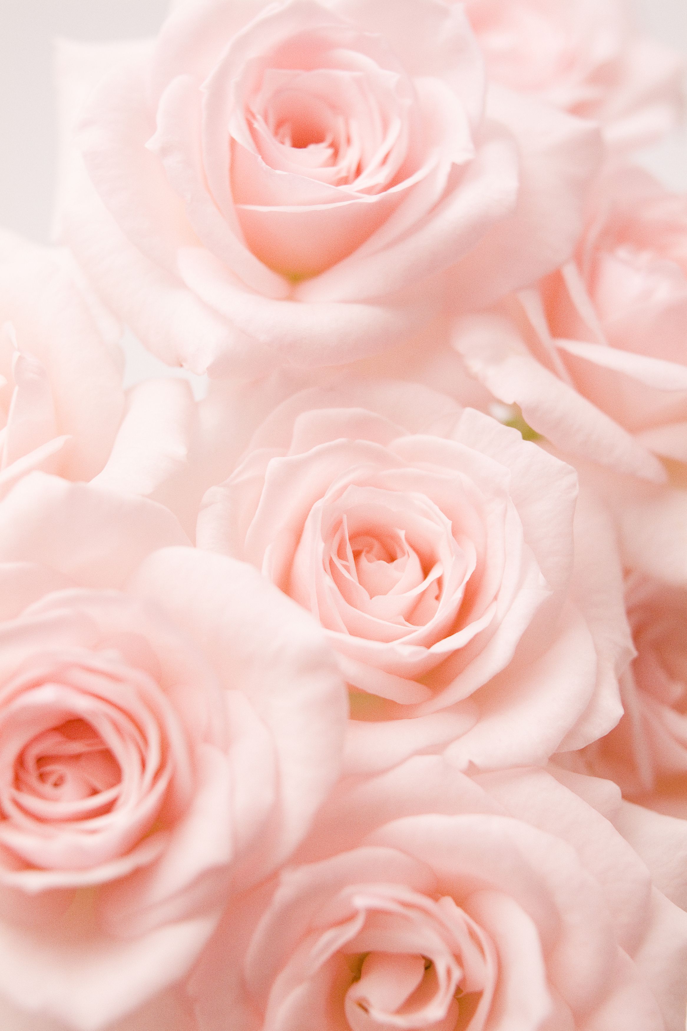 light pink roses background