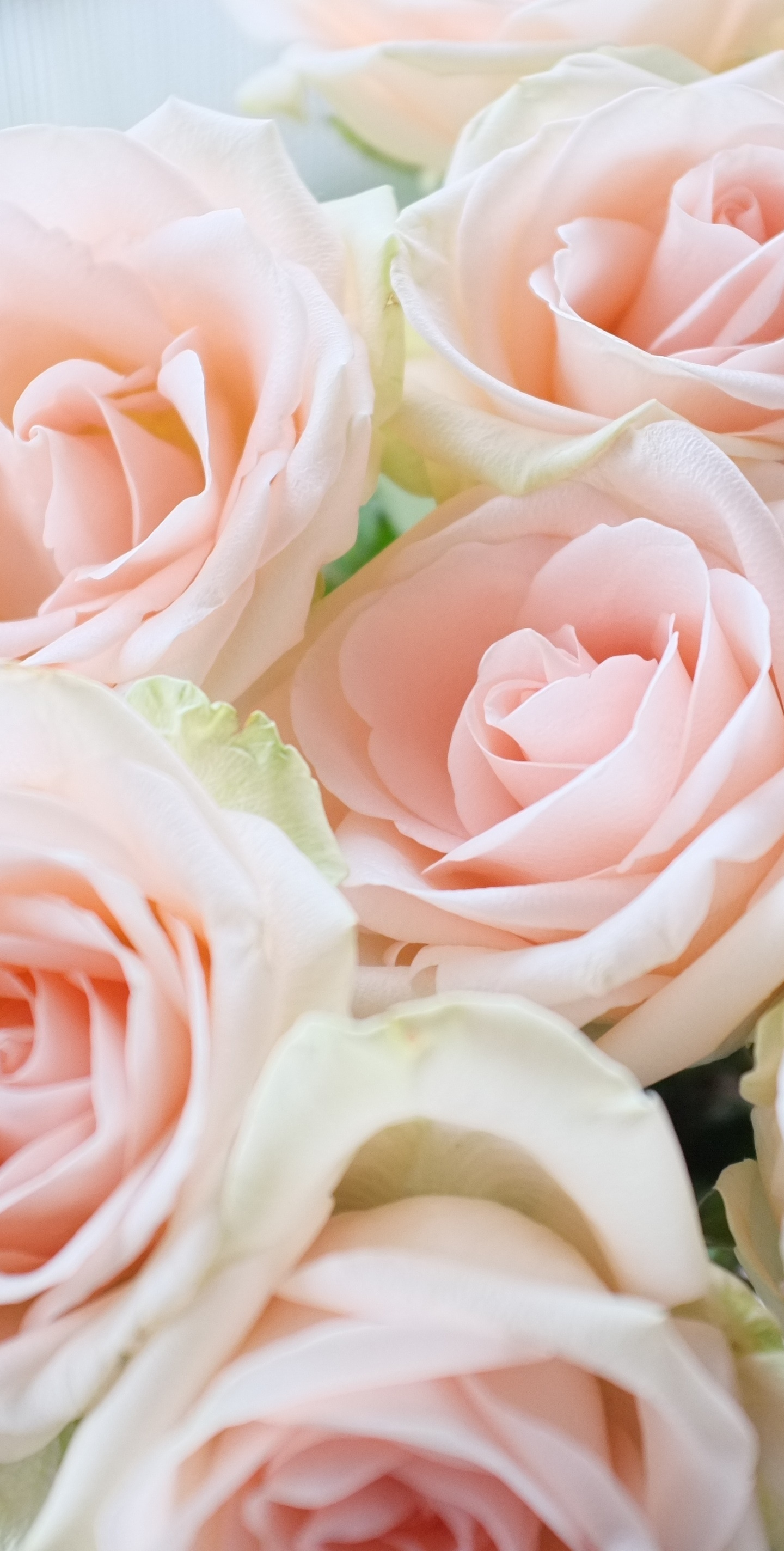 Light Pink Roses Wallpapers - Wallpaper Cave