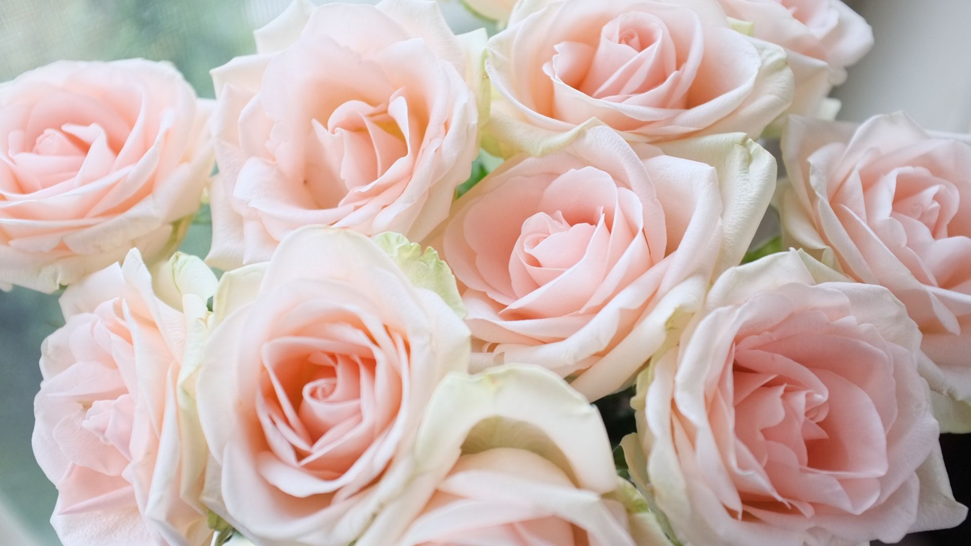 Desktop wallpaper light pink, roses, bouquet, HD image, picture, background, f4f057