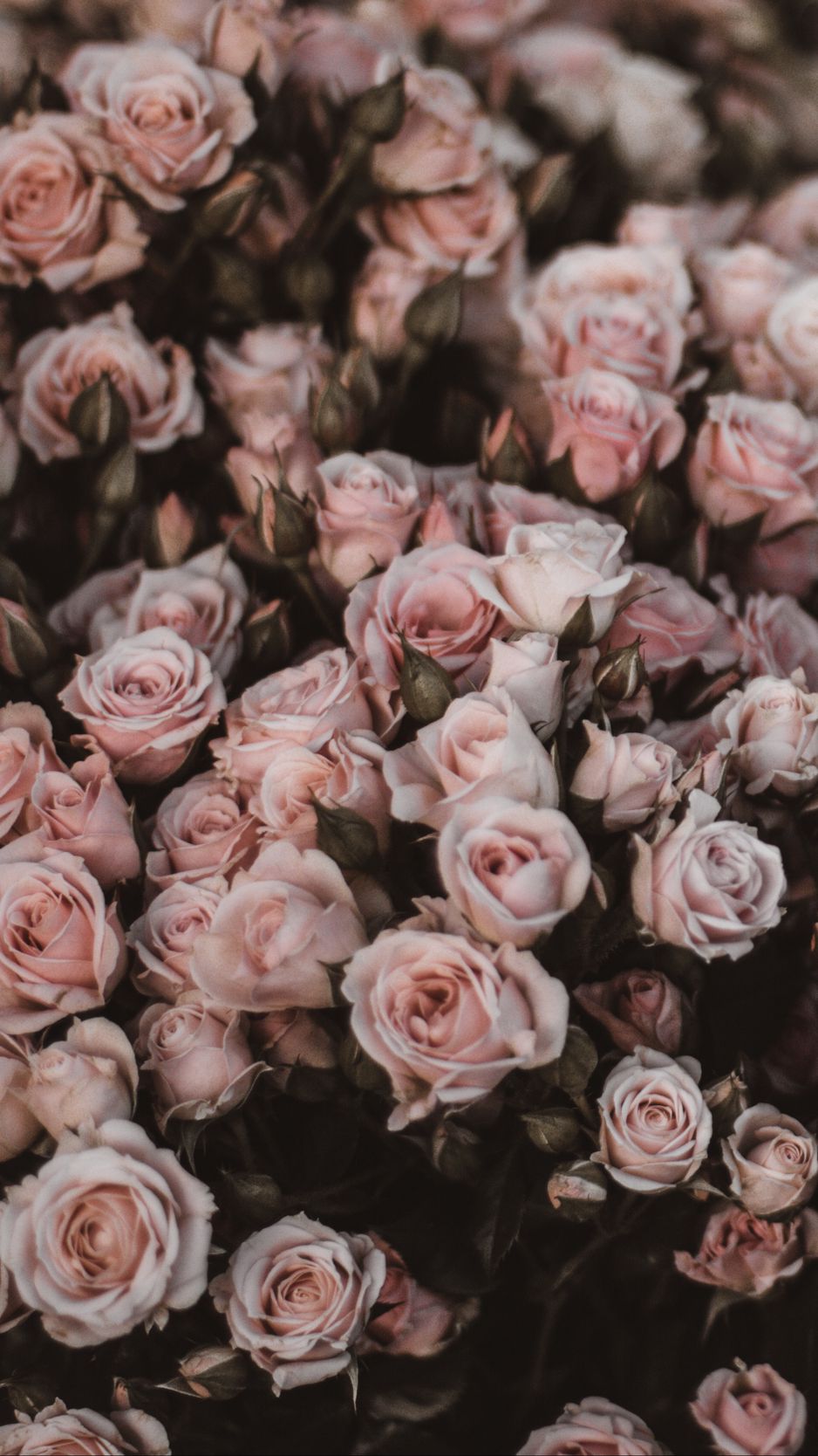 Download Wallpaper 938x1668 Roses, Bouquet, Flowers, Light Pink, Romance Iphone 8 7 6s 6 For Parallax HD Background