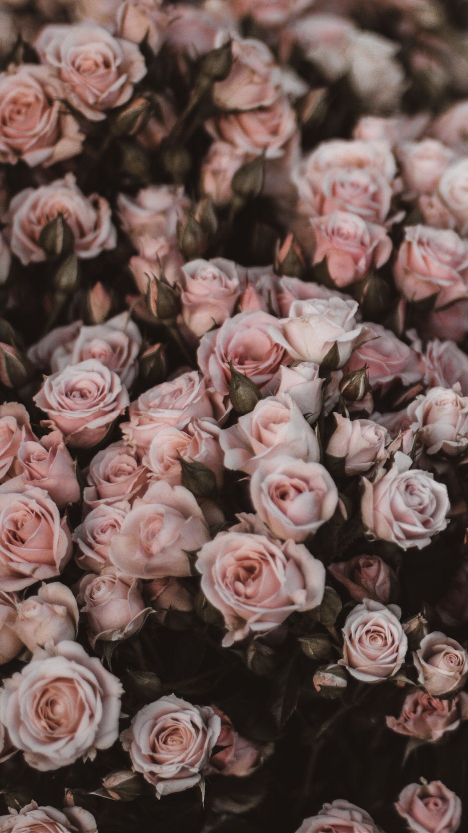 Pink roses in bloom close up iPhone Light Pink Peonies HD phone wallpaper   Peakpx