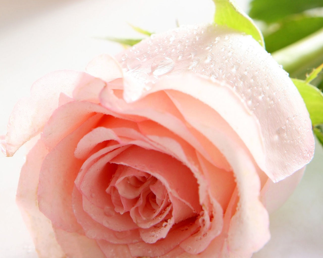 Pale Pink Rose wallpaperx1024