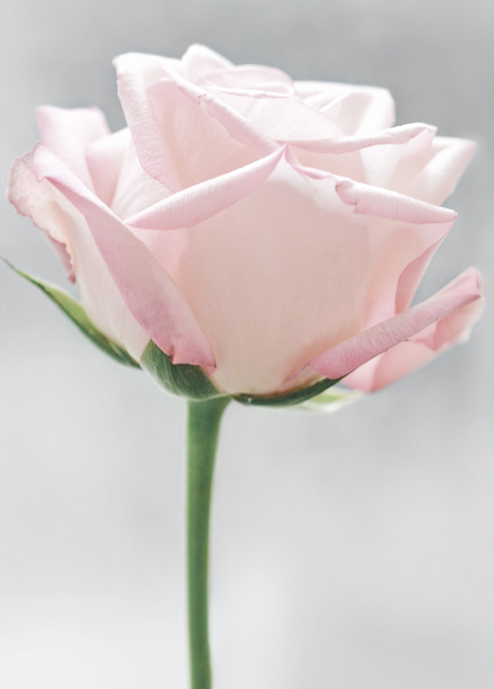 Pink Rose Picture [HD]. Download Free Image