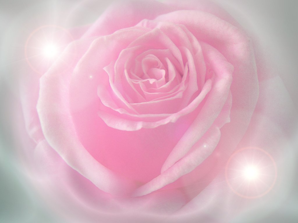 Pink Rose Background