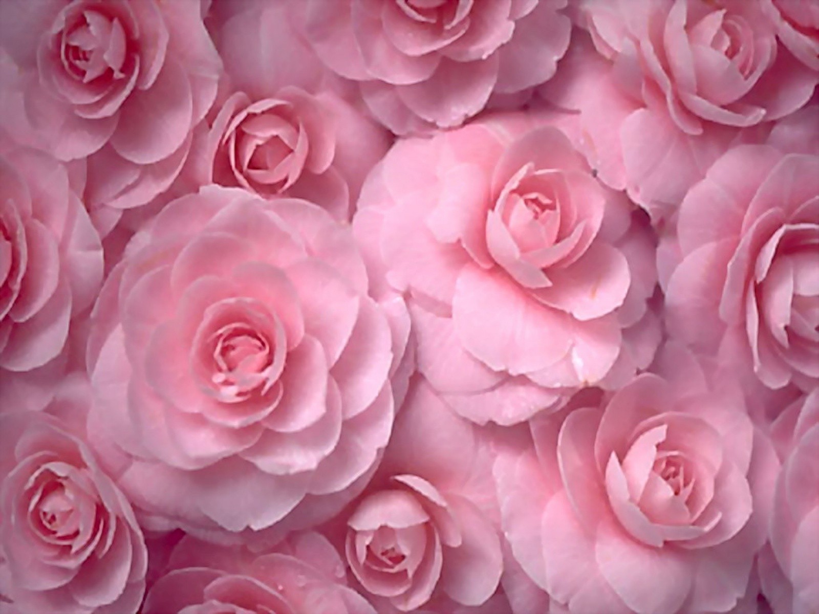flowers, Roses, Pink, Flowers Wallpaper HD / Desktop and Mobile Background