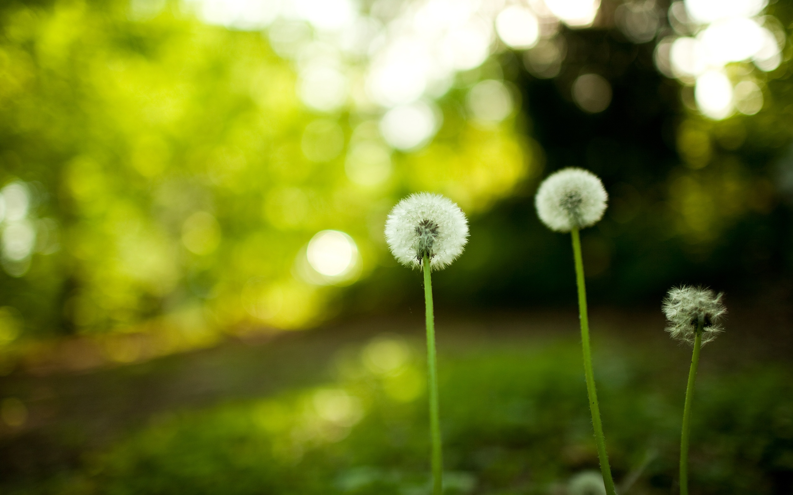 Wallpaper flower, dandelion, taraxacum, blur desktop wallpaper Nature GoodWP.com