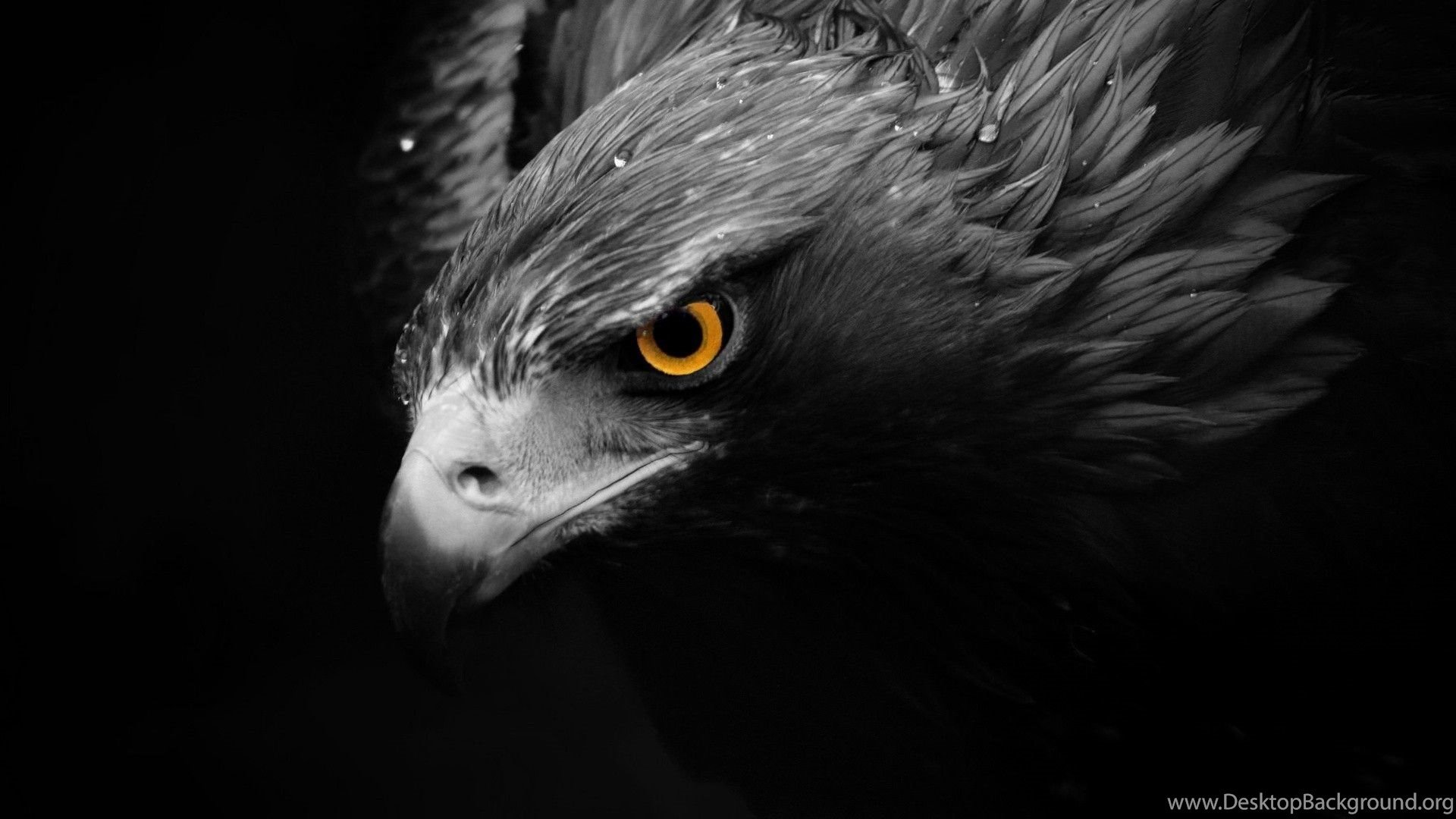 Download Black And White Eagle High Quality Wide HD Wallpaper. Desktop Background