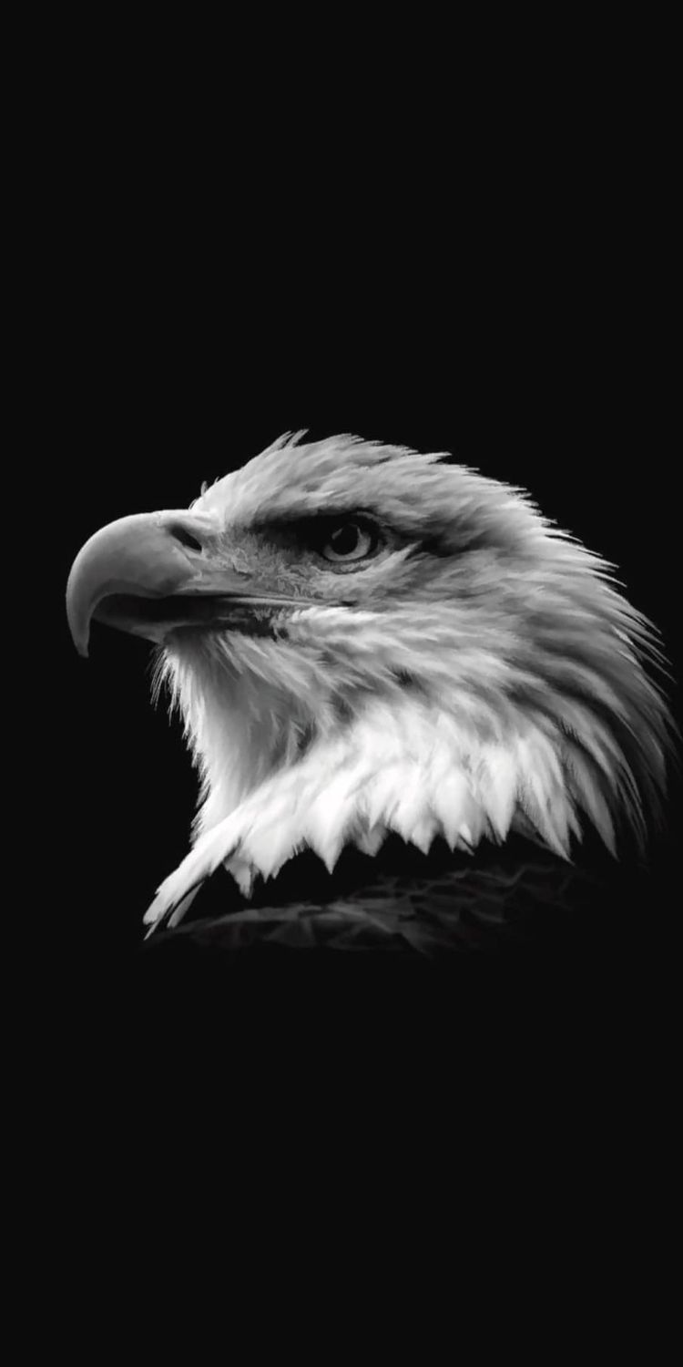 Eagle Black Wallpapers - Wallpaper Cave