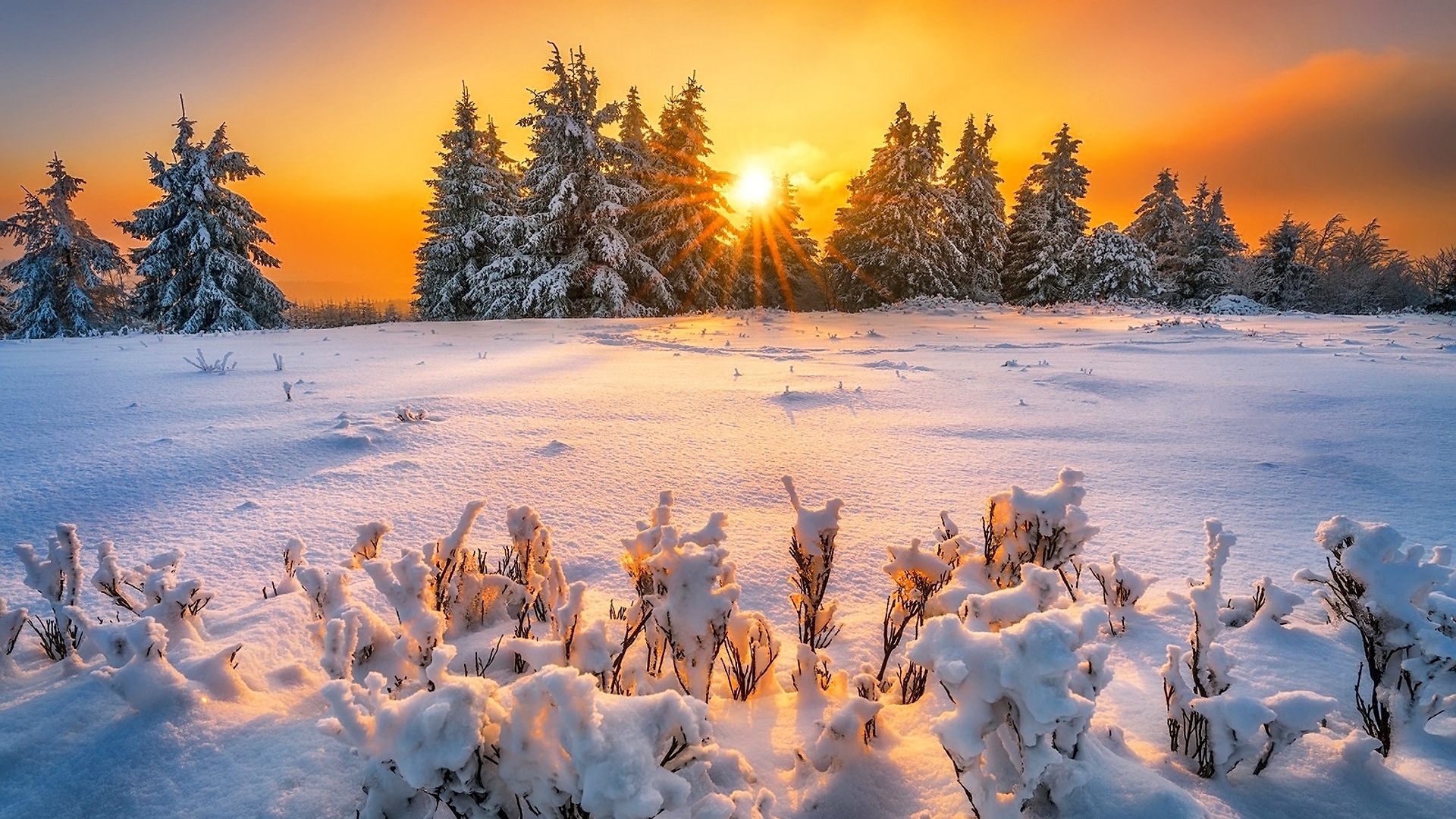 fiery, sunset, beautiful, trees, lake, winter, gold, snow, ice, river, sunrise, reflection, branches, frost