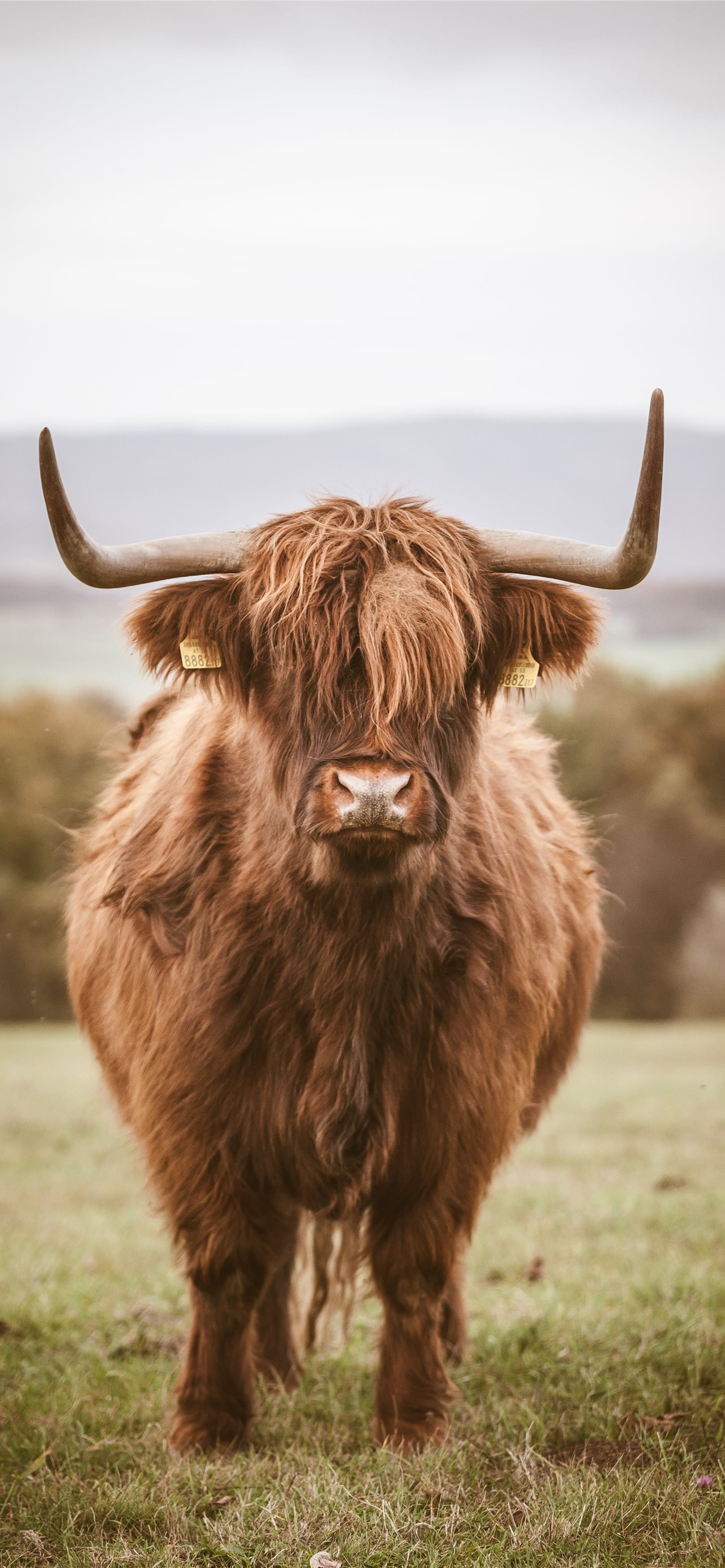 highland cow iPhone Wallpaper Free Download