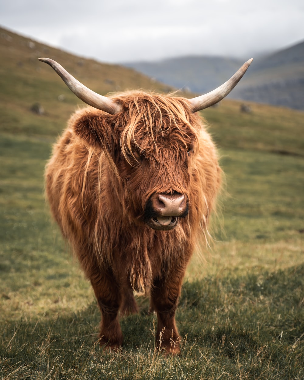 Highland Cow Picture. Download Free Image