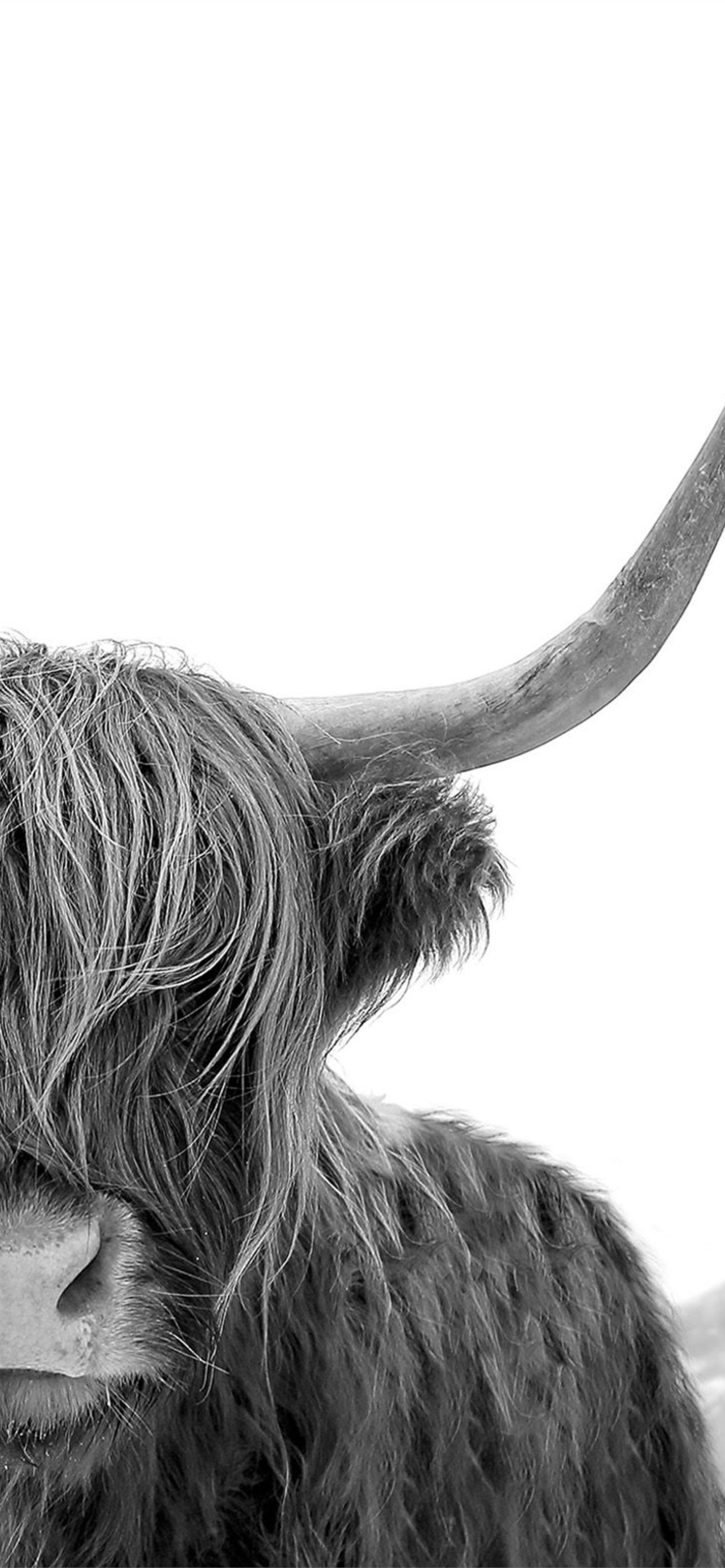 highland cow iPhone Wallpaper Free Download