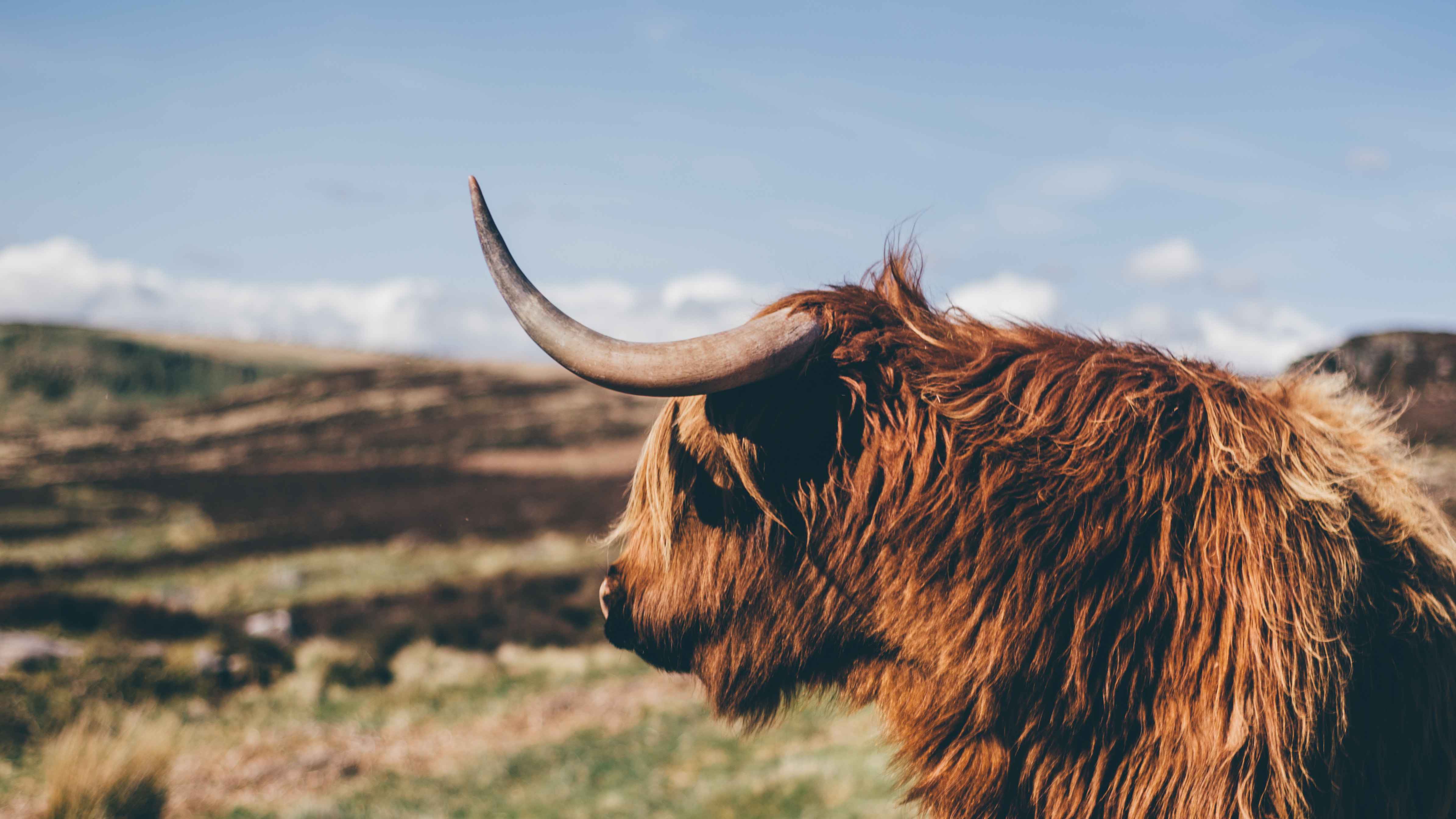 highland cow HD wallpaper, Background
