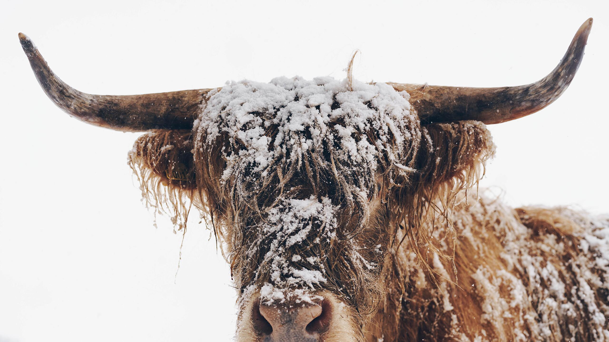 Snow Covered Highland Cow. (Photo Credit To Pete Walls) [6000 X 4000]