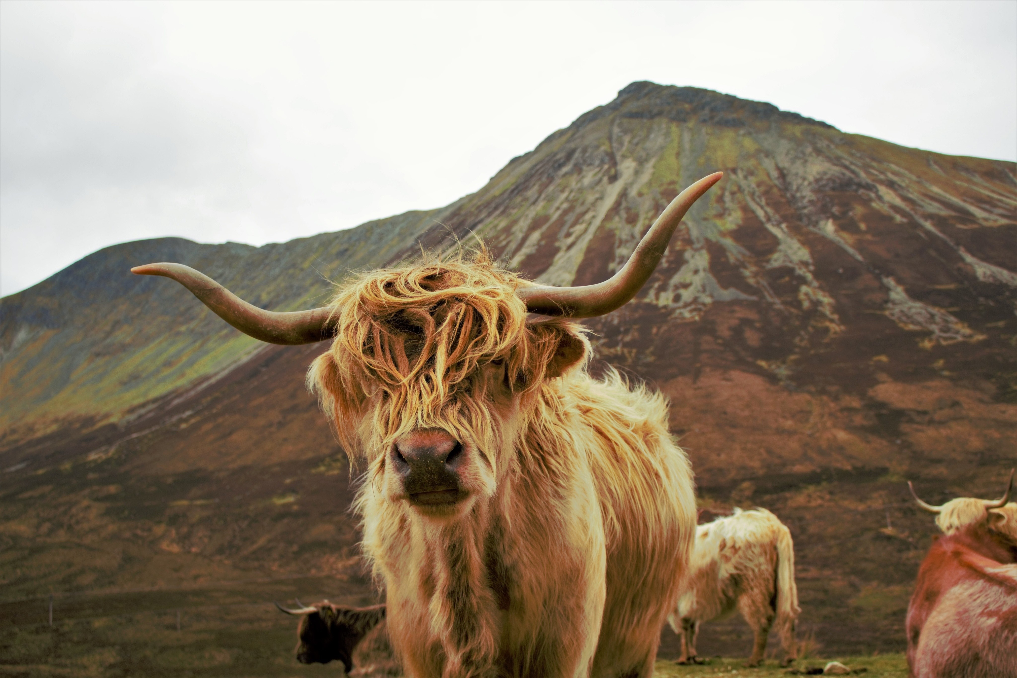 highland cattle HD wallpaper, Background