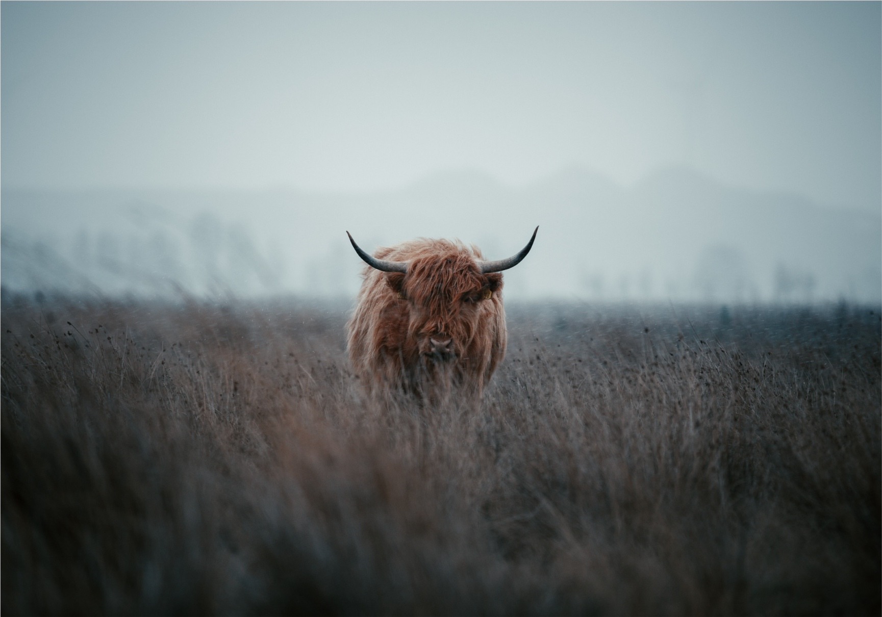 Highland Cow pastures wall mural