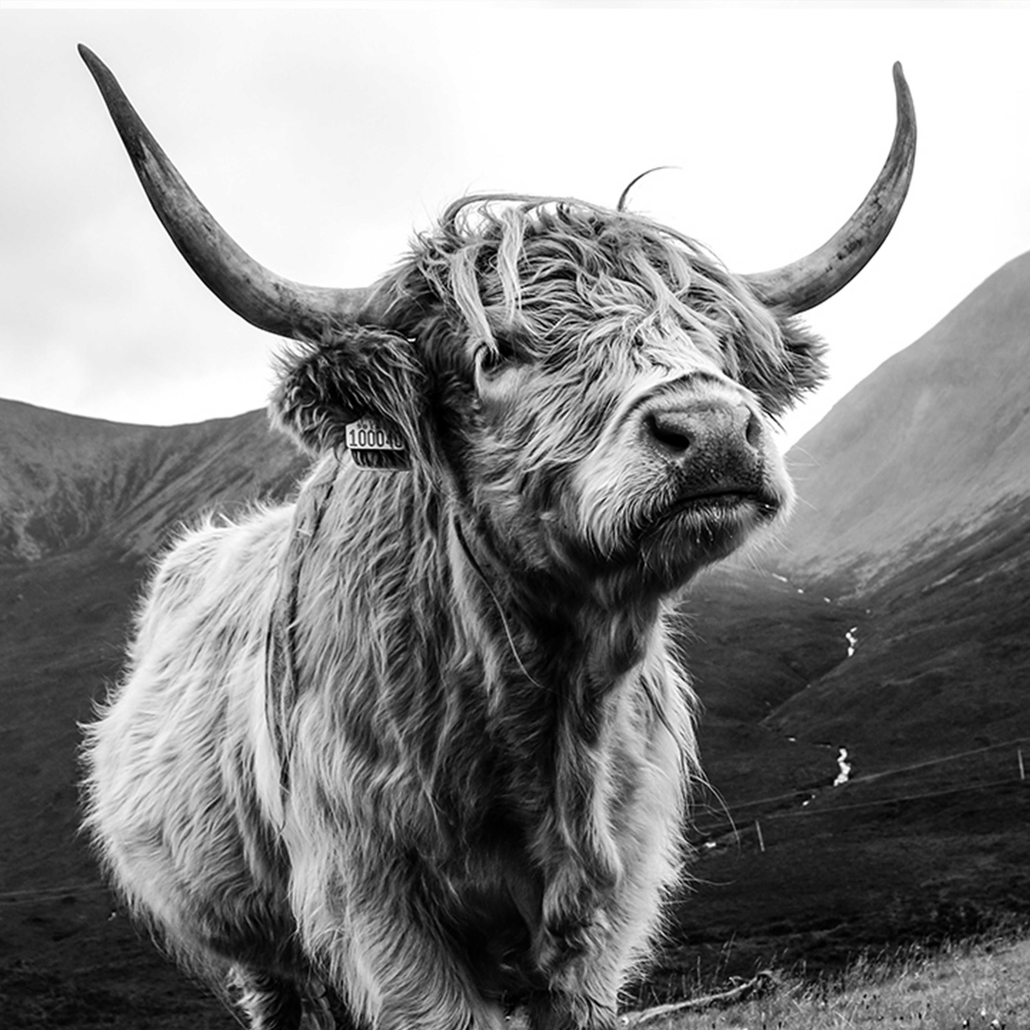 Skye Coo, Highland Cow Art Print. Highland cow art, Cow photography, Cow art