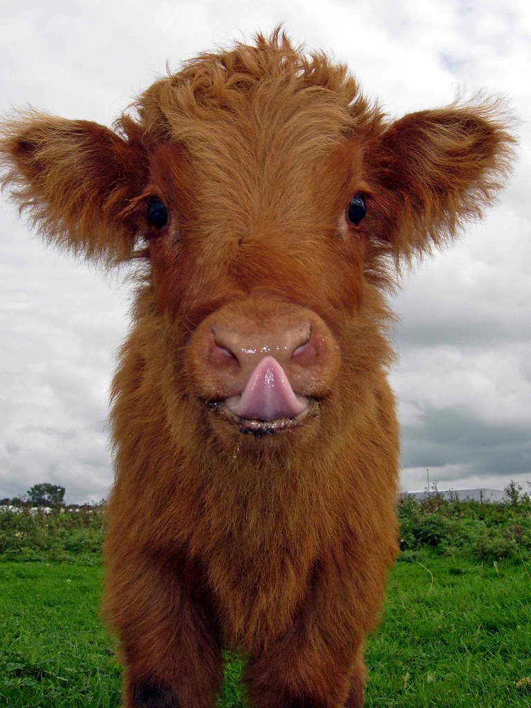 Adorable Photo of Fuzzy Highland Cattle Calves