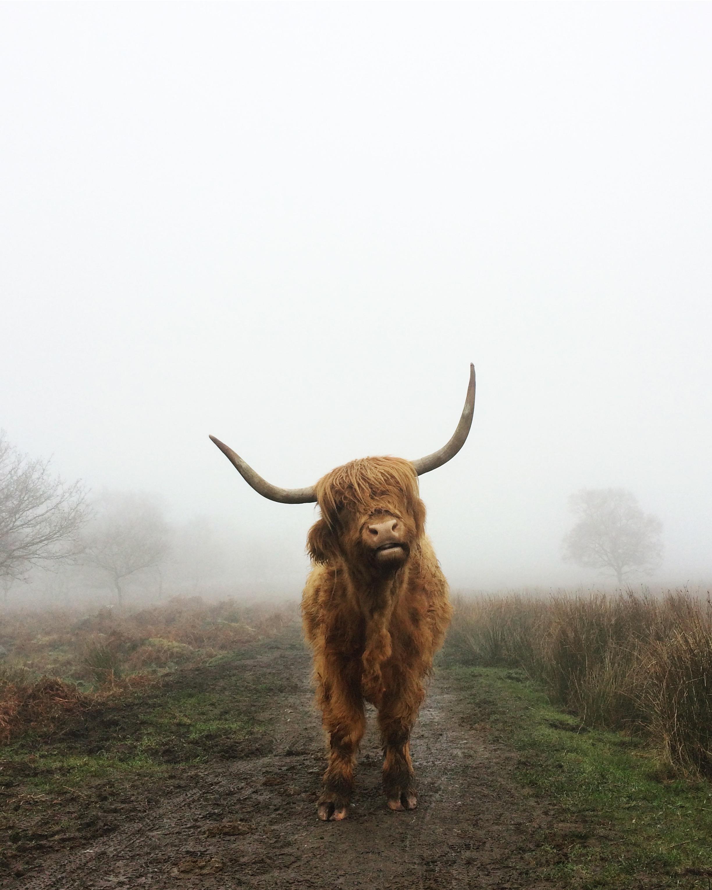 Highland cow in the Peak District, UK