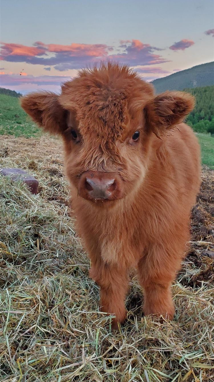 highland cow iPhone Wallpaper Free Download