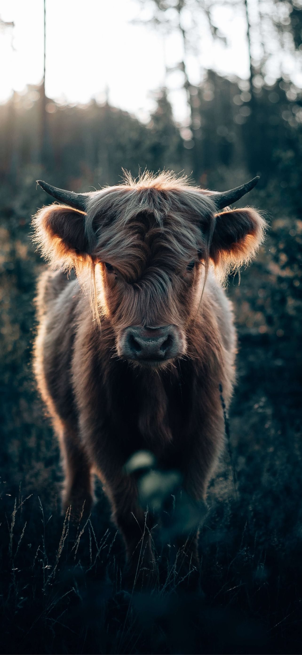 Best Highland cow iPhone HD Wallpaper