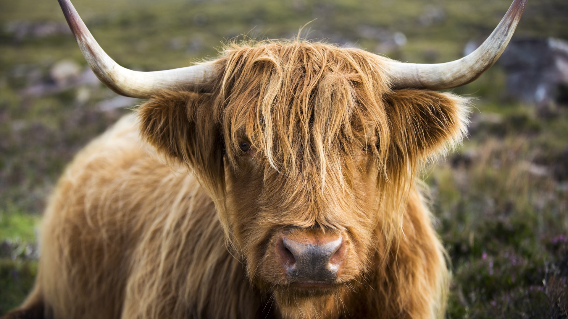 Highland cow, Applecross Peninsula, Scotland, UK. Windows 10 Spotlight Image