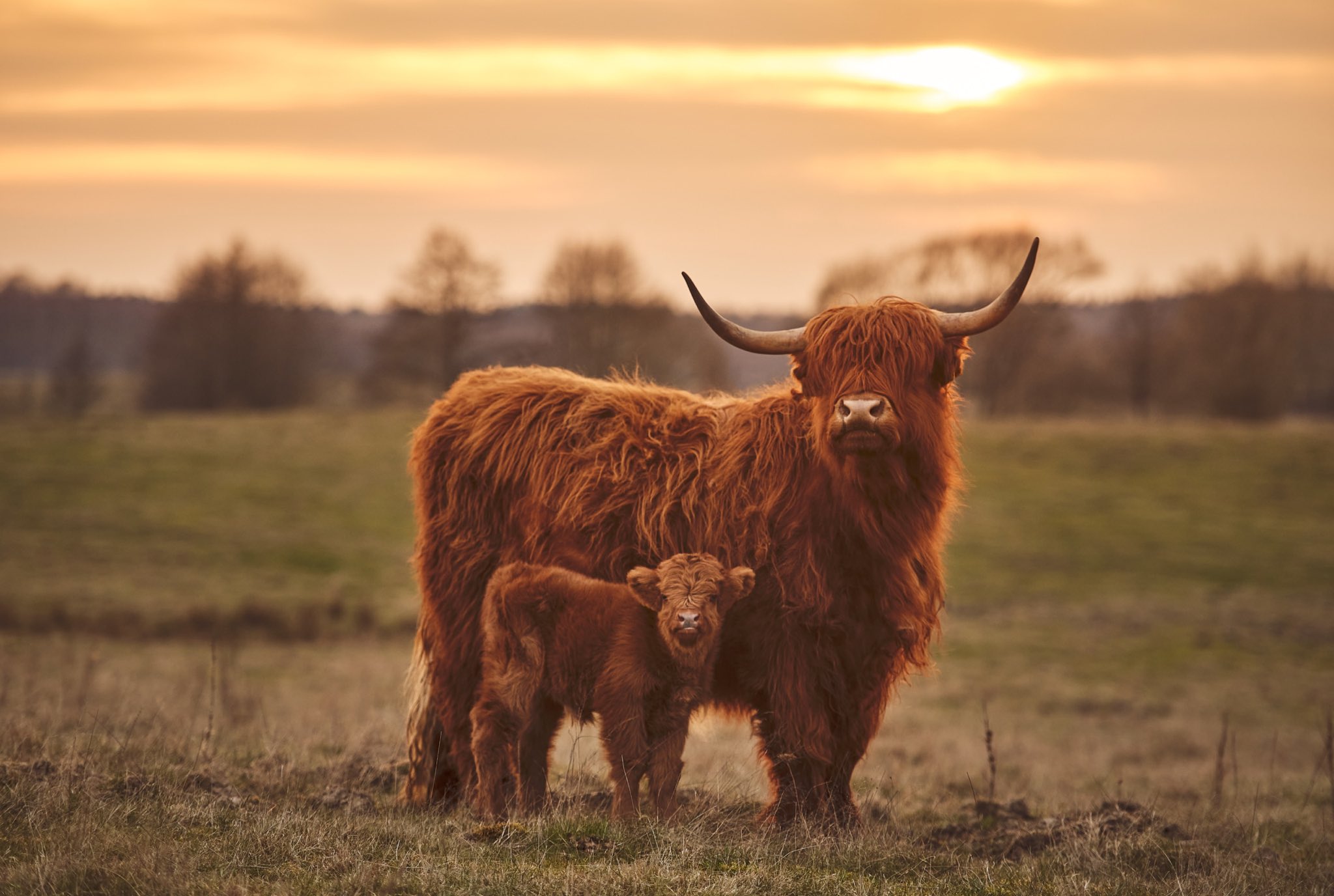 Highland Cattle Wallpapers Wallpaper Cave