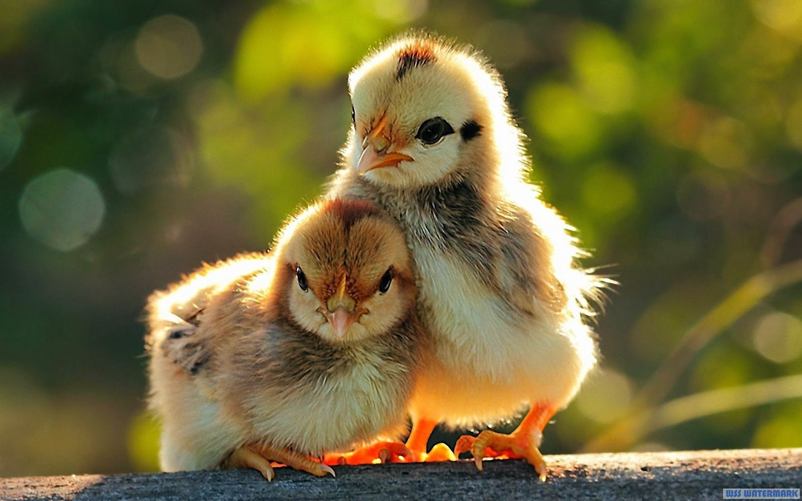 Wallpaper Photography, Love of two cute chickens Wallpaper
