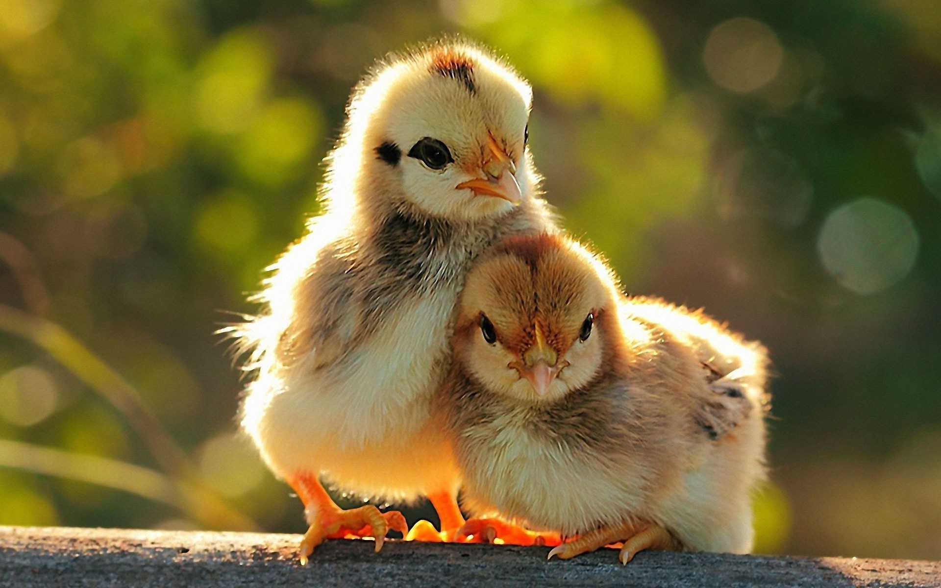 Cute Chicken HD Background Wallpaper 19979