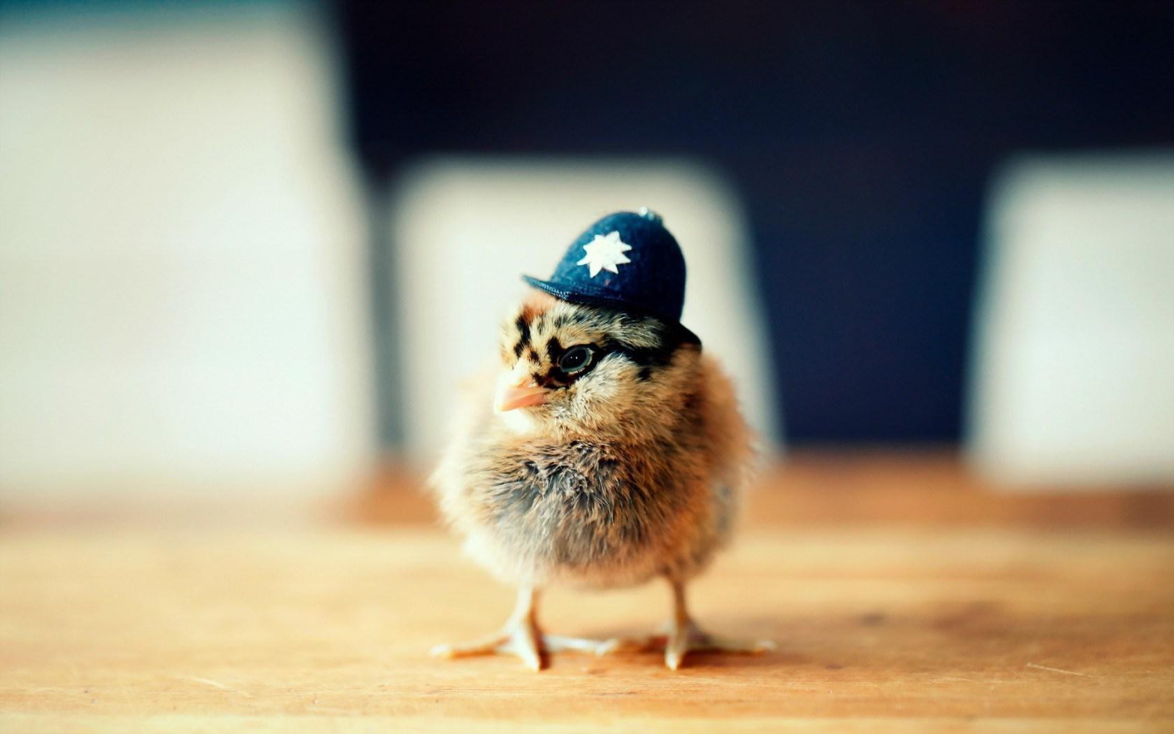 Free download Cute Chicken Hat Funny Wallpaper New HD Wallpaper [1680x1050] for your Desktop, Mobile & Tablet. Explore Funny Chicken Wallpaper. Funny Chicken Wallpaper, Chicken Wallpaper, Chicken Girls Wallpaper