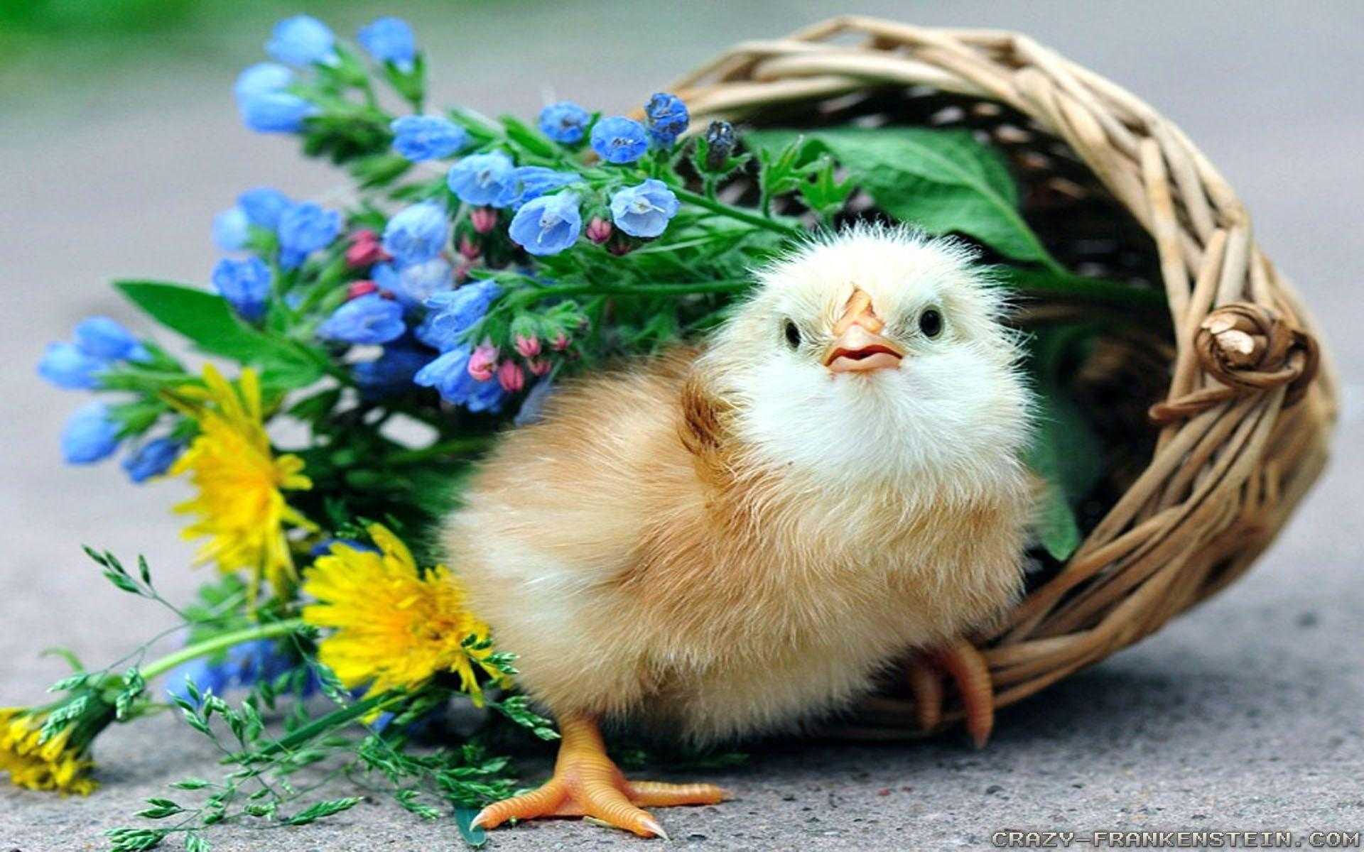 Цыпленок с цветочком на голове