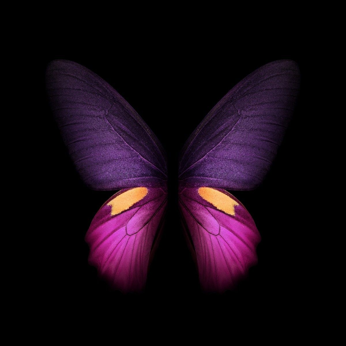 Butterfly Wings Wallpaper
