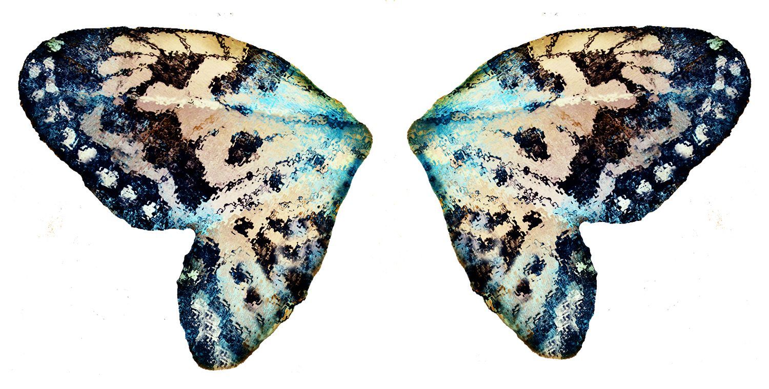 Butterfly Wings Wallpaper