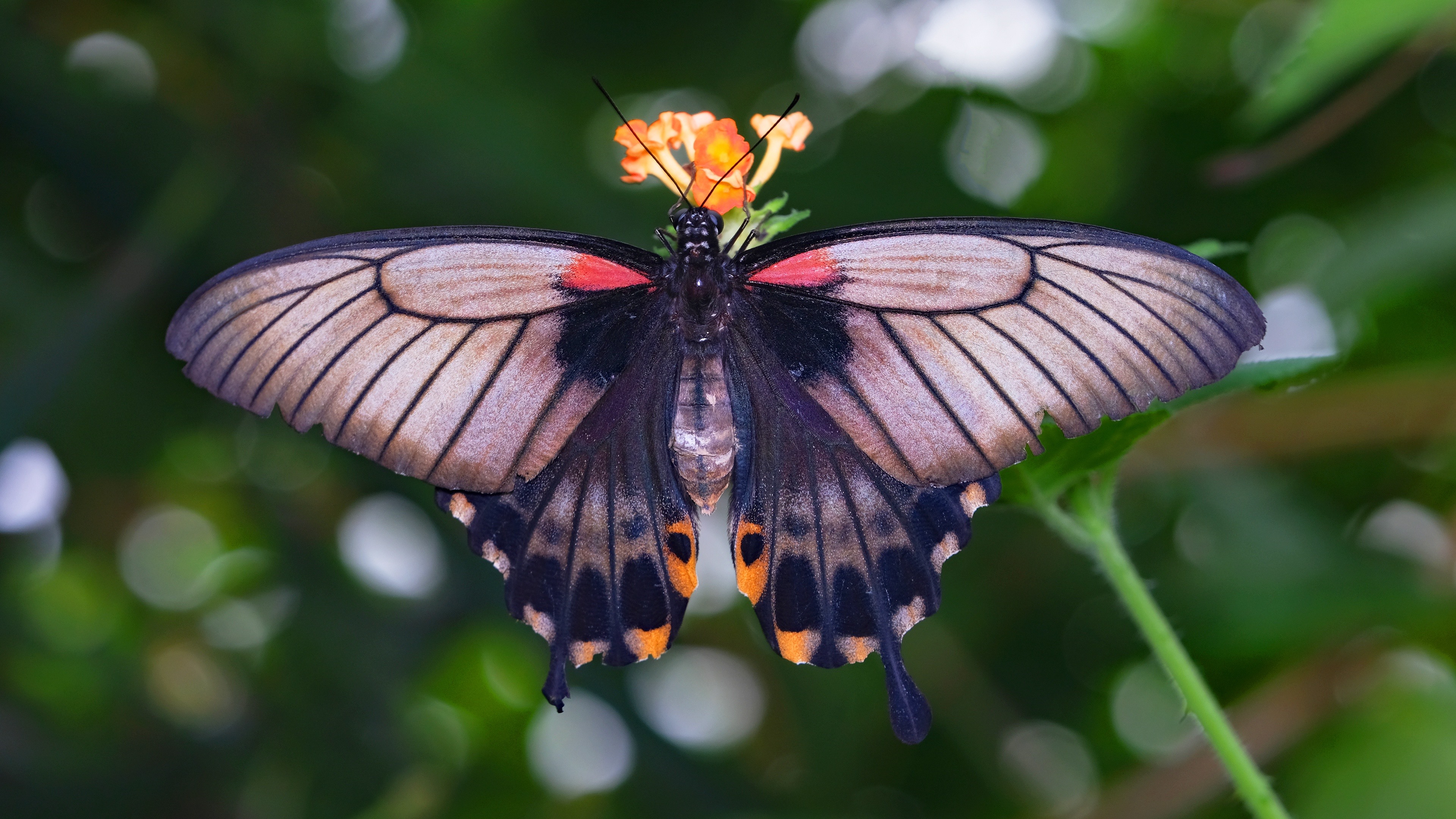 Wallpaper Butterfly, Wings, Insect Macro Photography