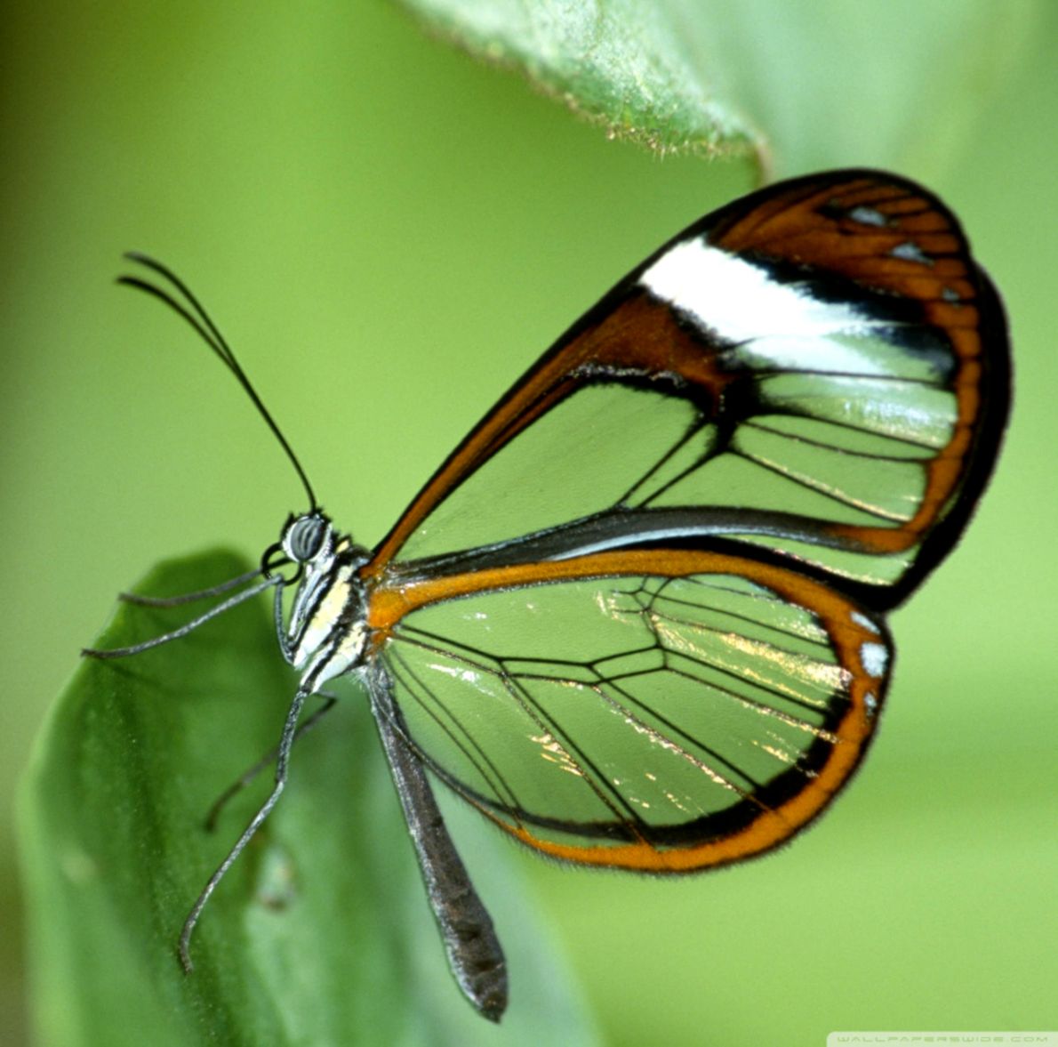 Transparent Butterfly Wings ❤ 4k HD Desktop Wallpaper Butterfly Image HD