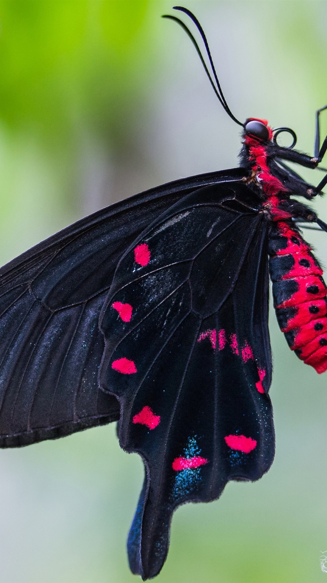 Black Butterfly, Wings, Tree 1080x1920 IPhone 8 7 6 6S Plus Wallpaper, Background, Picture, Image