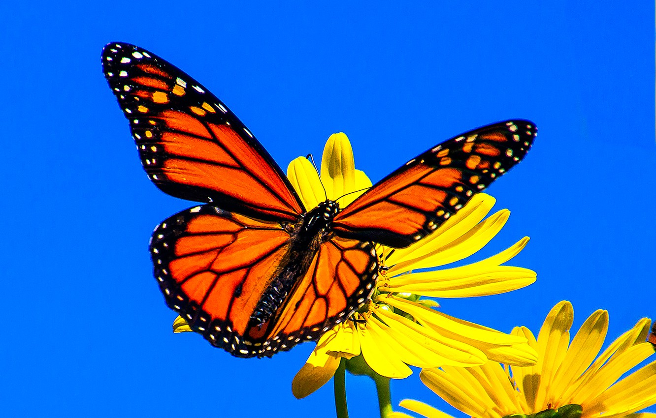 Wallpaper macro, flowers, background, butterfly, wings, The monarch, Silphium image for desktop, section макро