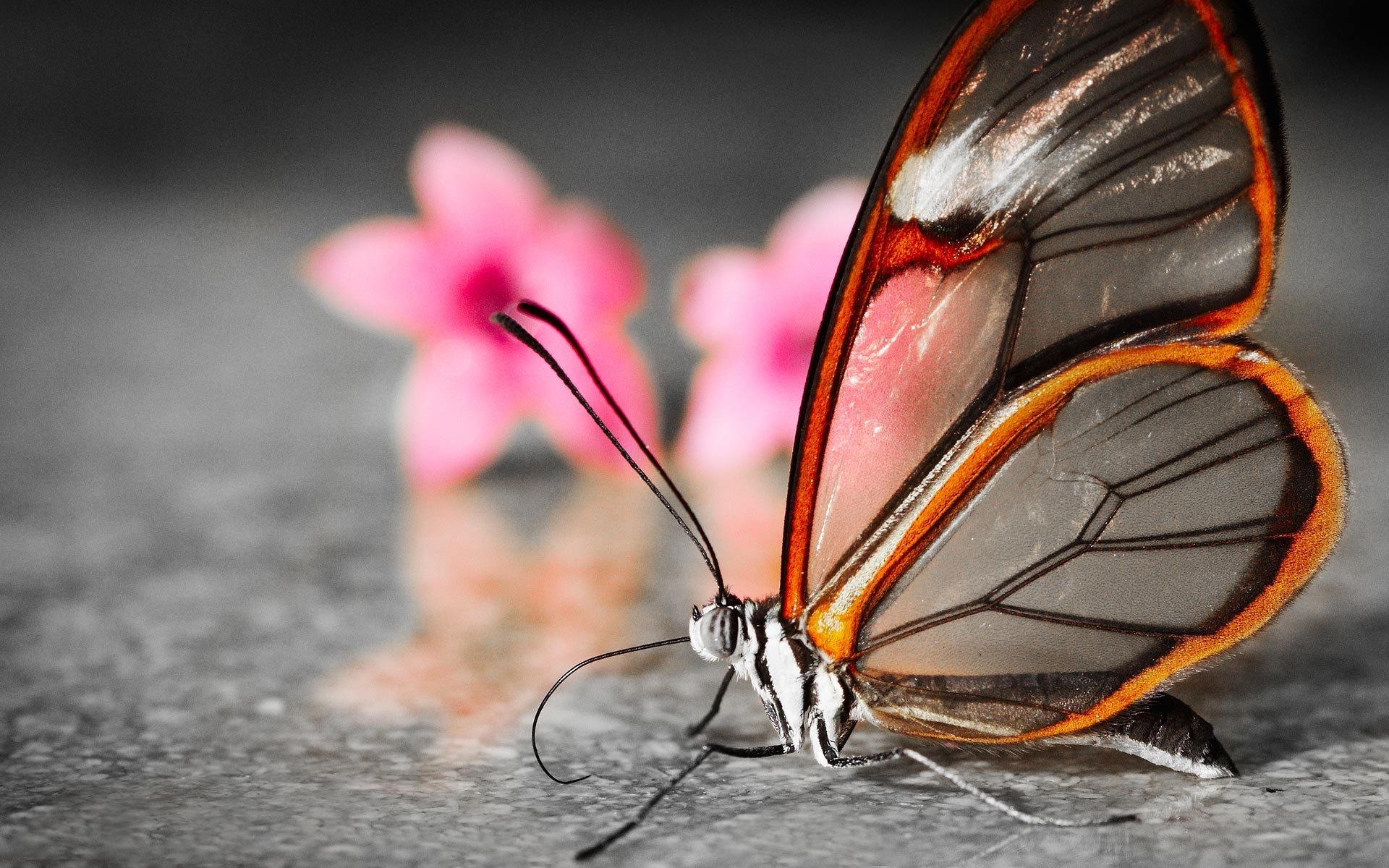 Wallpaper, butterfly, wings, flower, patterns 1920x1200