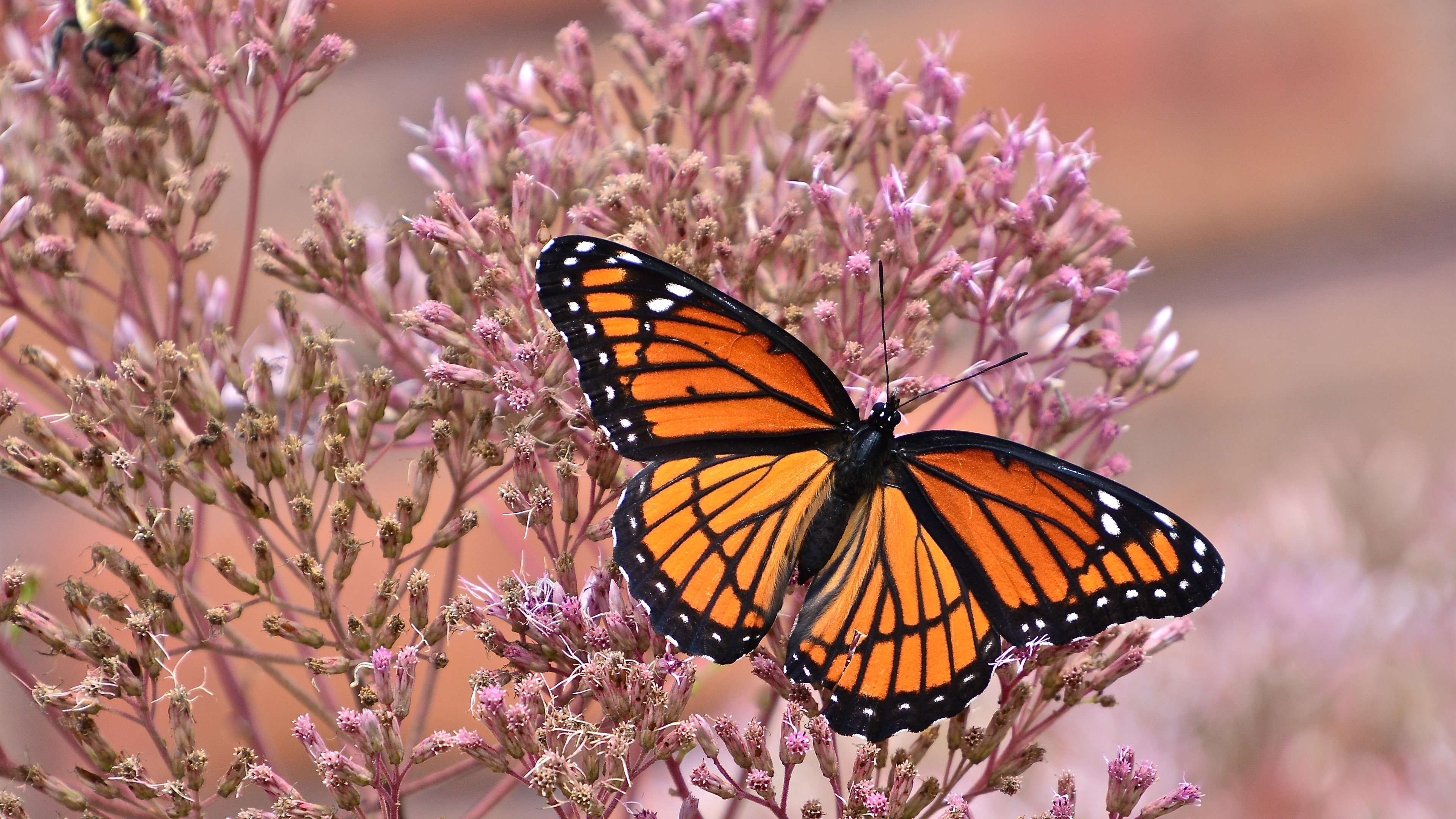 Wallpaper Butterfly, Wings, Pink Little Flowers, Insect