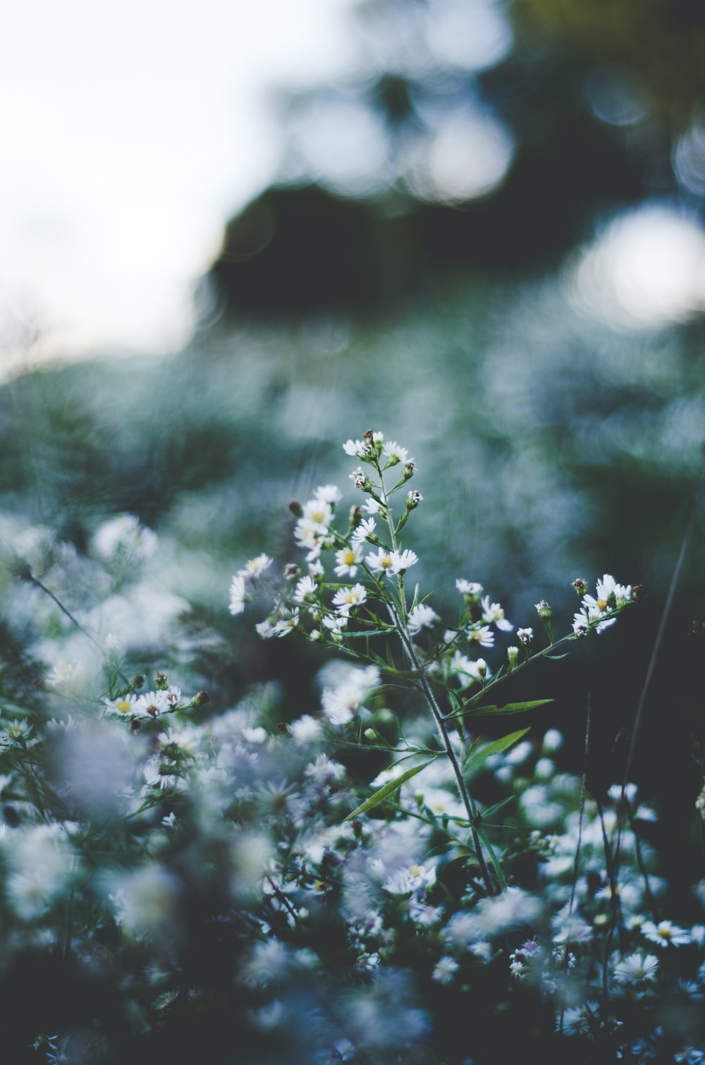 Selective Focus Of White Baby's Breath Flowers Blooming Photo