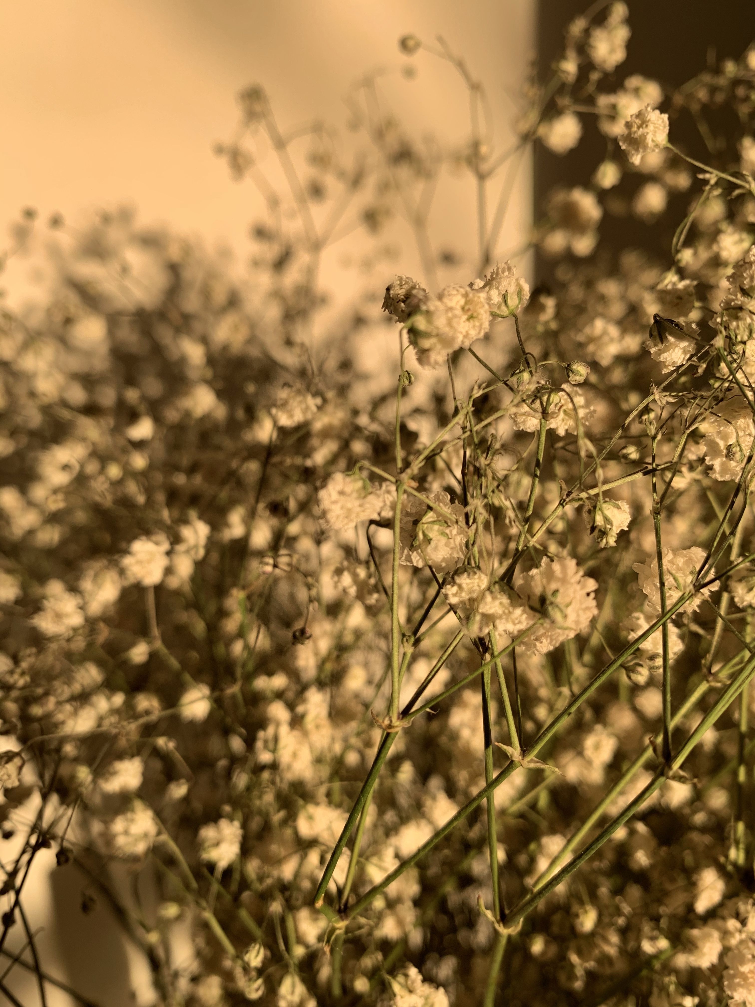 Flower aesthetic. Baby's breath aesthetic wallpaper, Flower aesthetic, Babys breath flowers