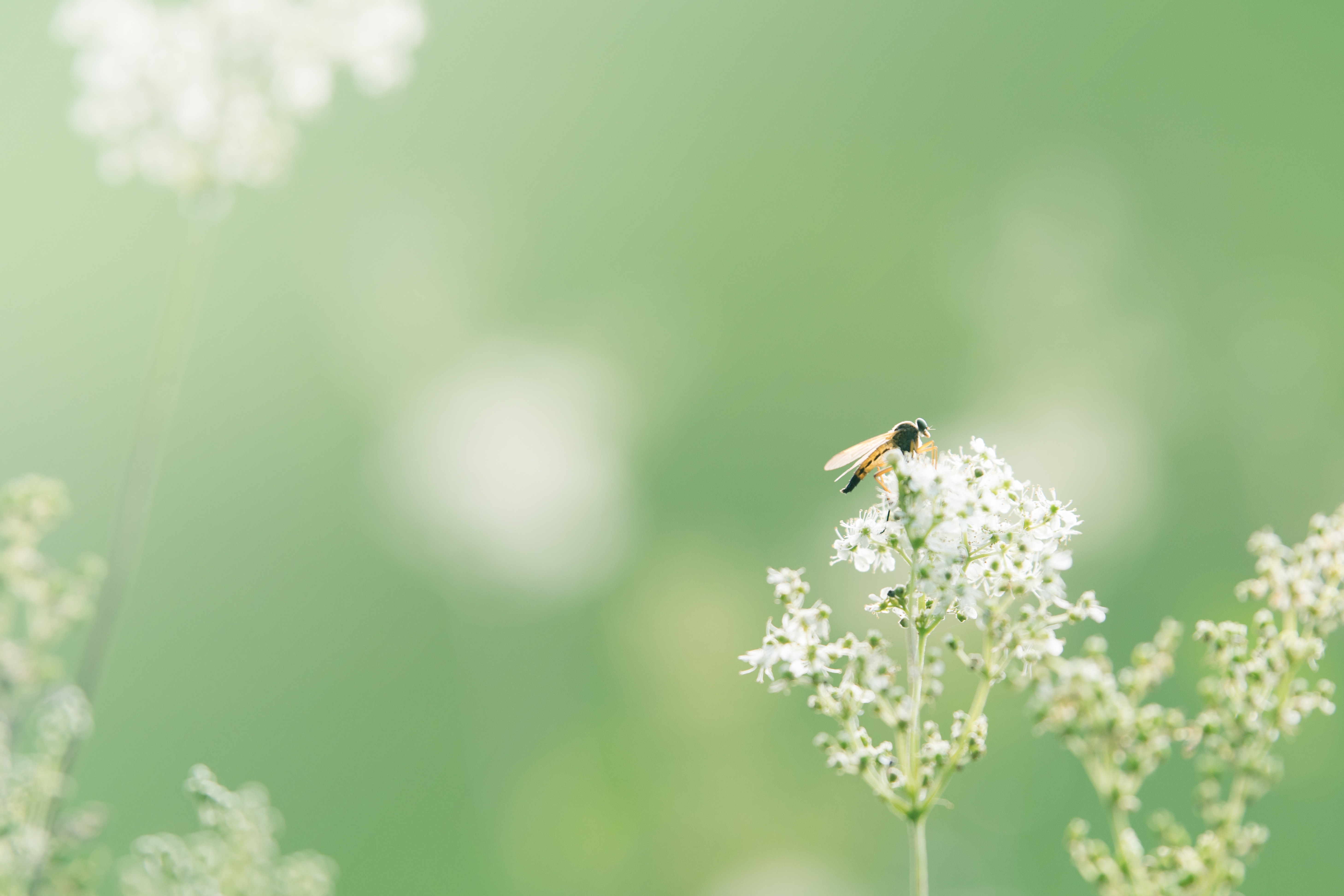 Free photo: Black and Orange Winged Insect Pearch on Baby's Breath, Blossom, Flora