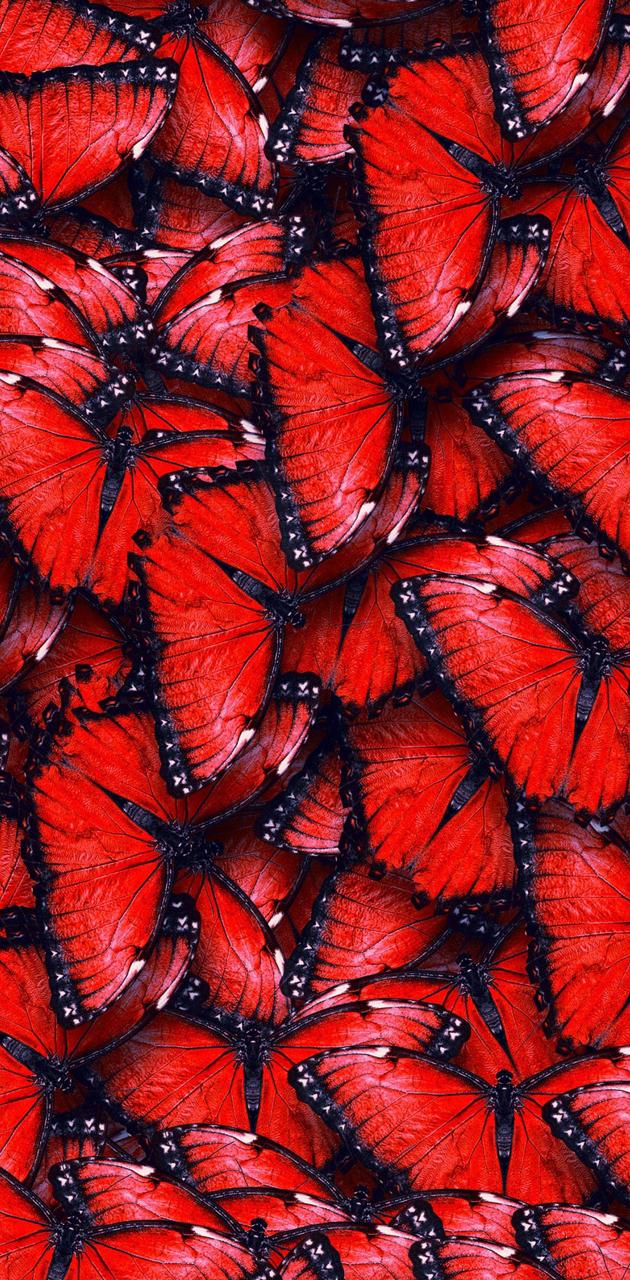 Scarlet Butterfly Wallpaper, HD Scarlet Butterfly Background on WallpaperBat